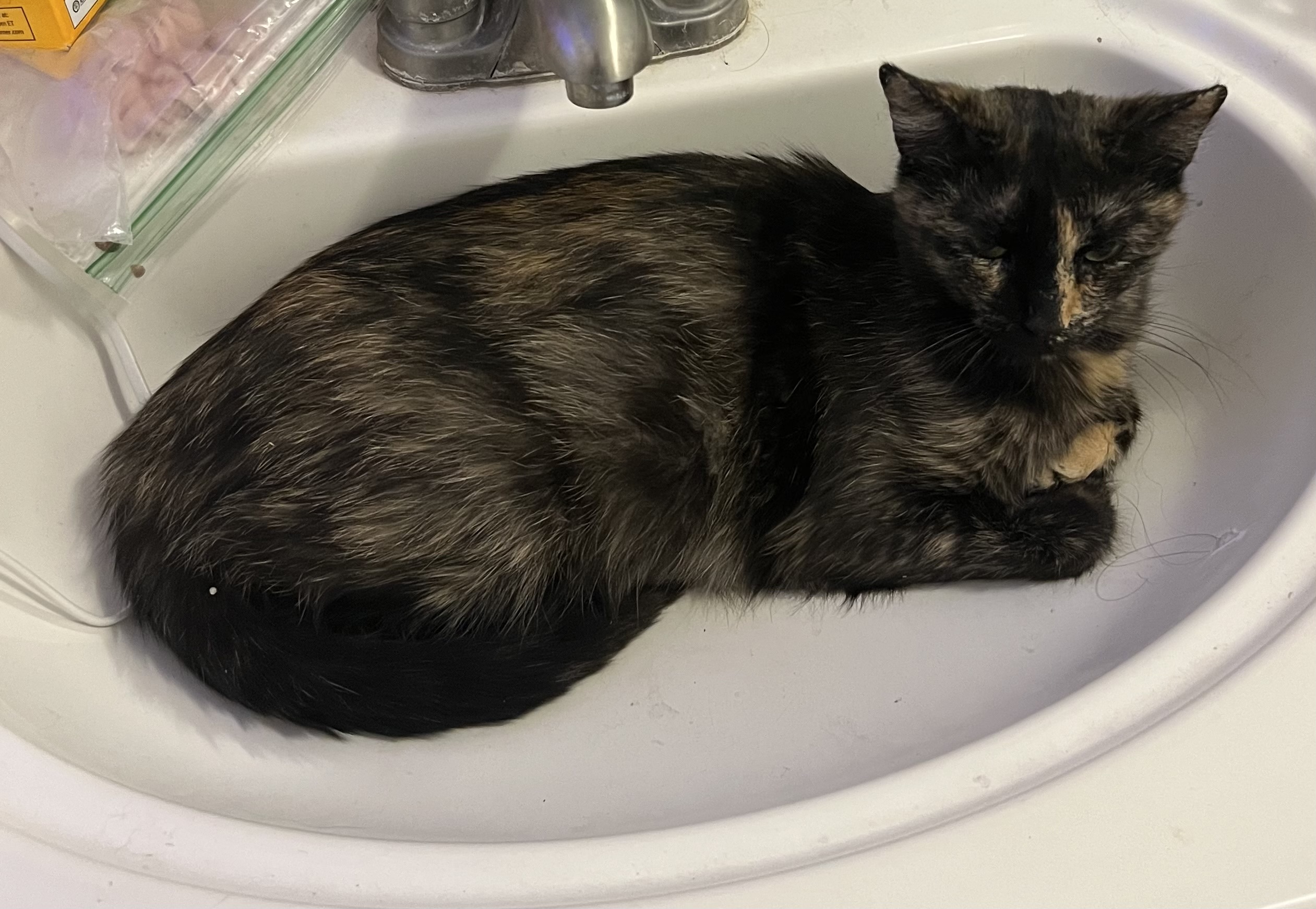 Picture of the Animal Listed