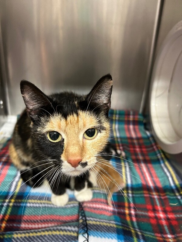 Picture of the Animal Listed