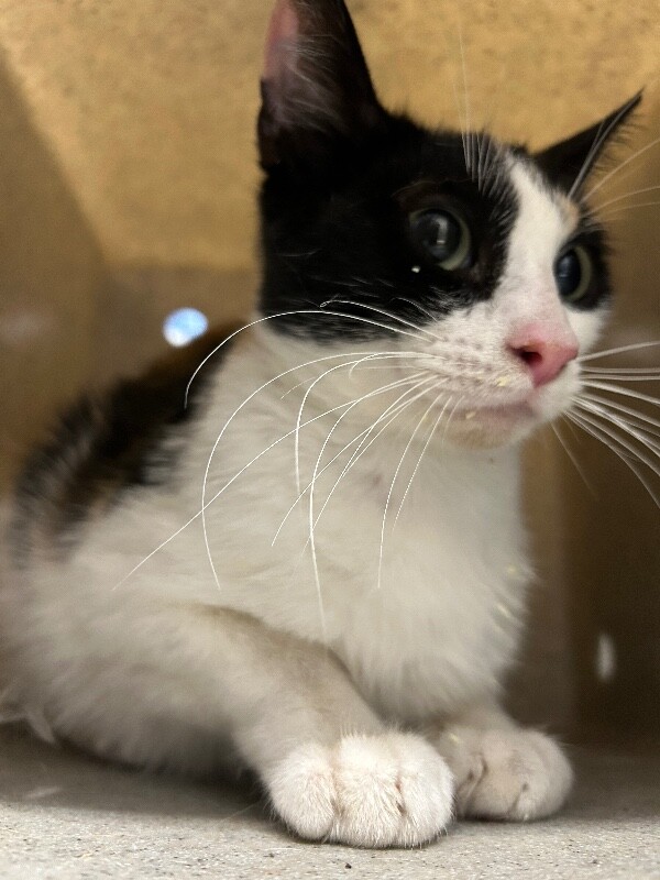 Picture of the Animal Listed