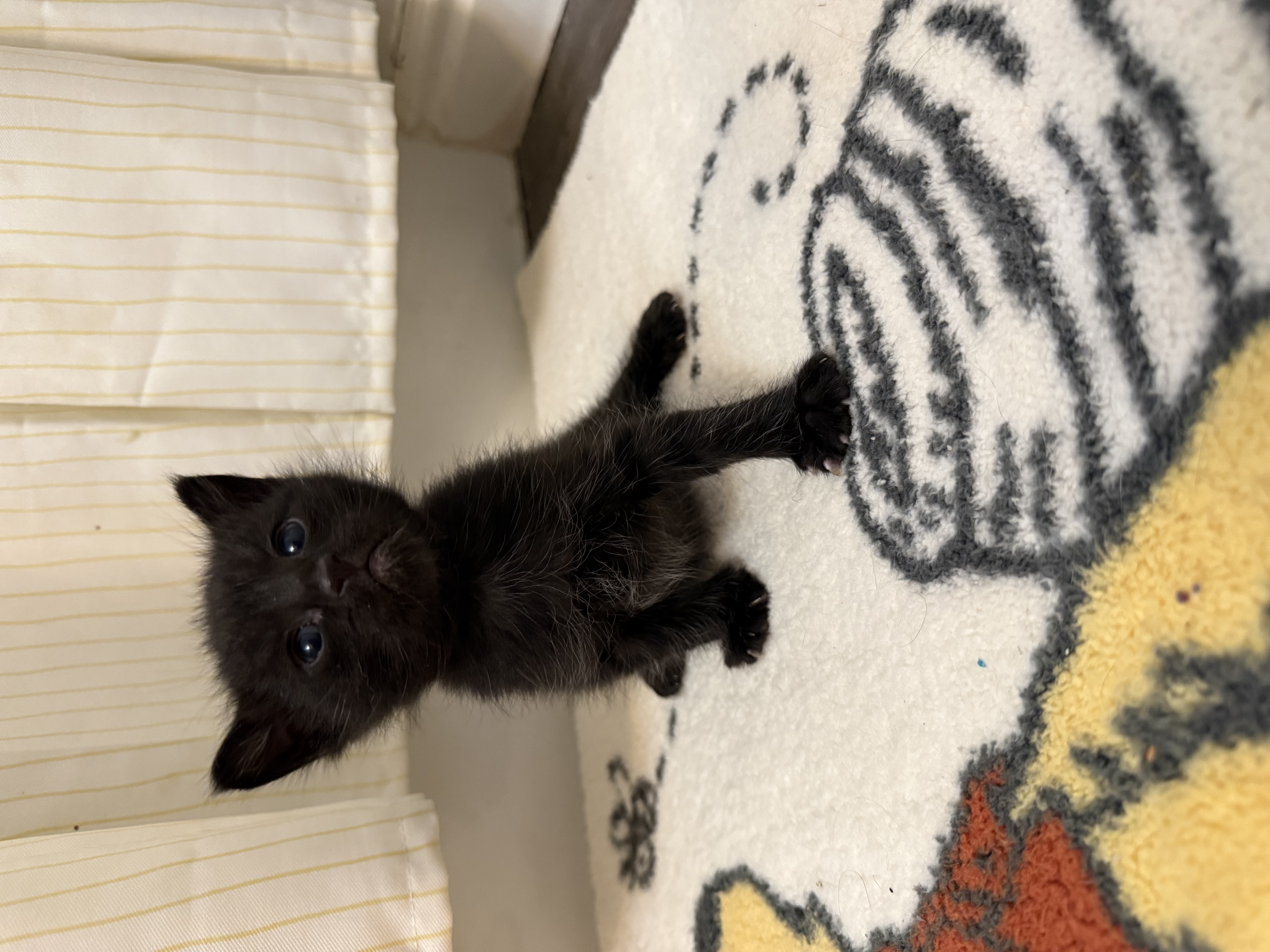 Picture of the Animal Listed