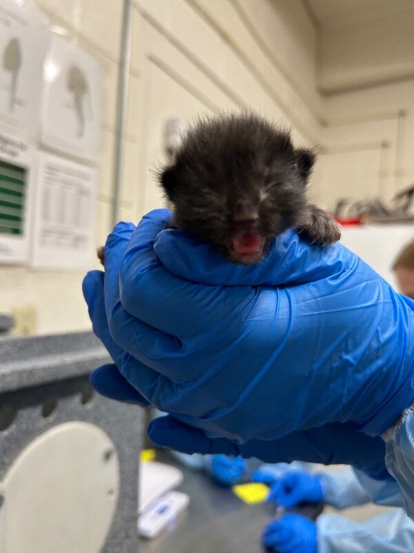 Picture of the Animal Listed