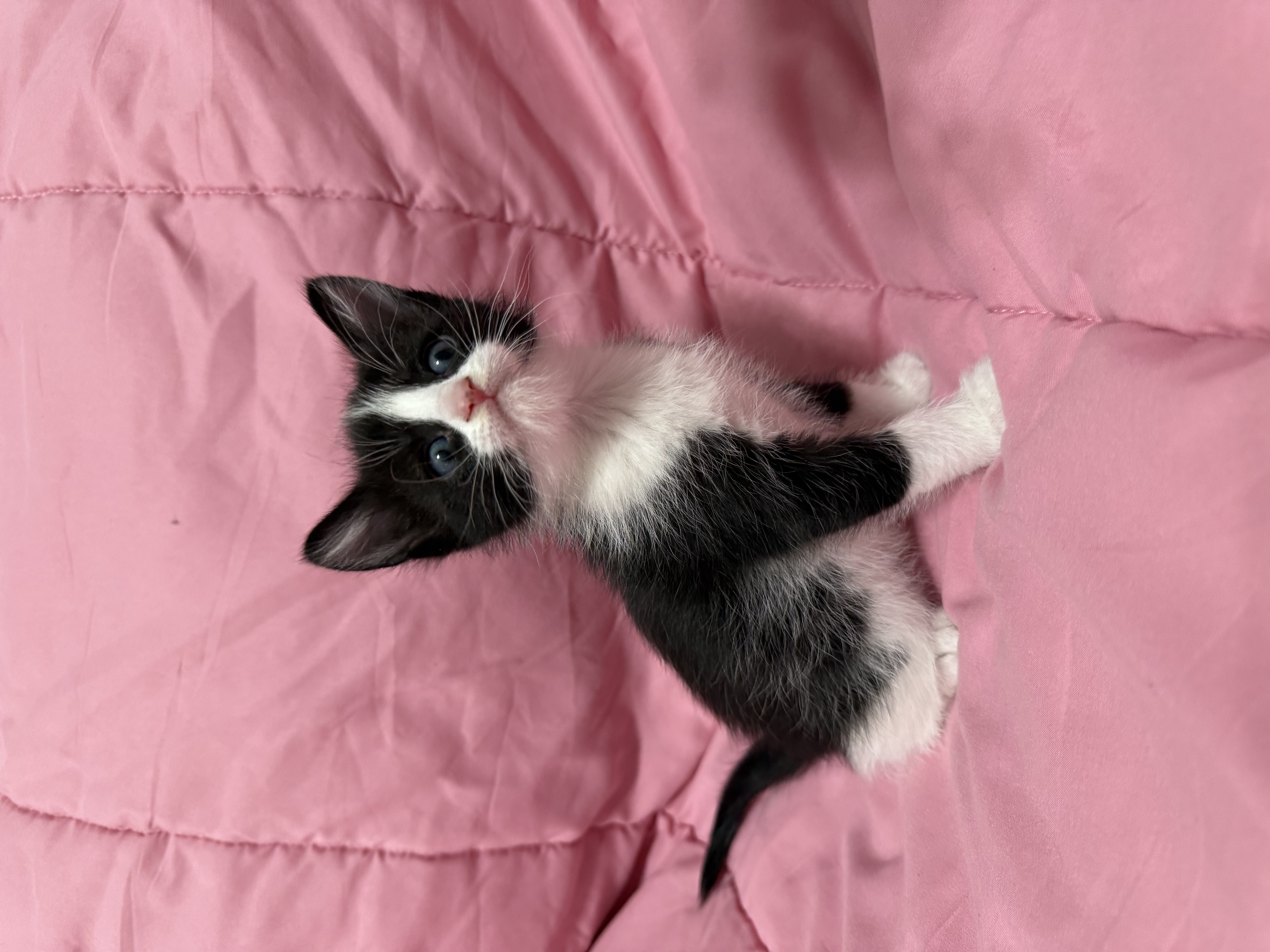 Picture of the Animal Listed