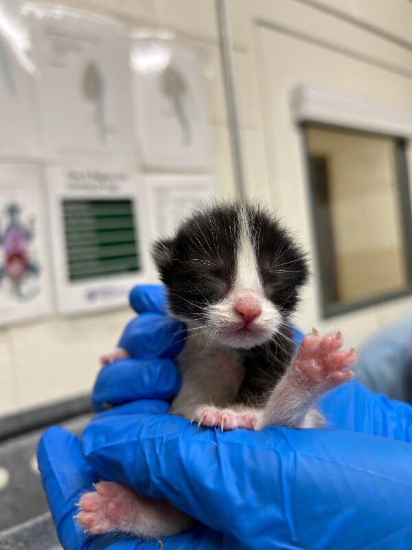 Picture of the Animal Listed