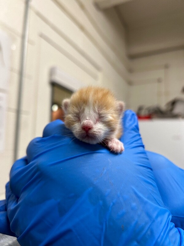 Picture of the Animal Listed