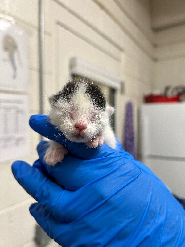 Picture of the Animal Listed