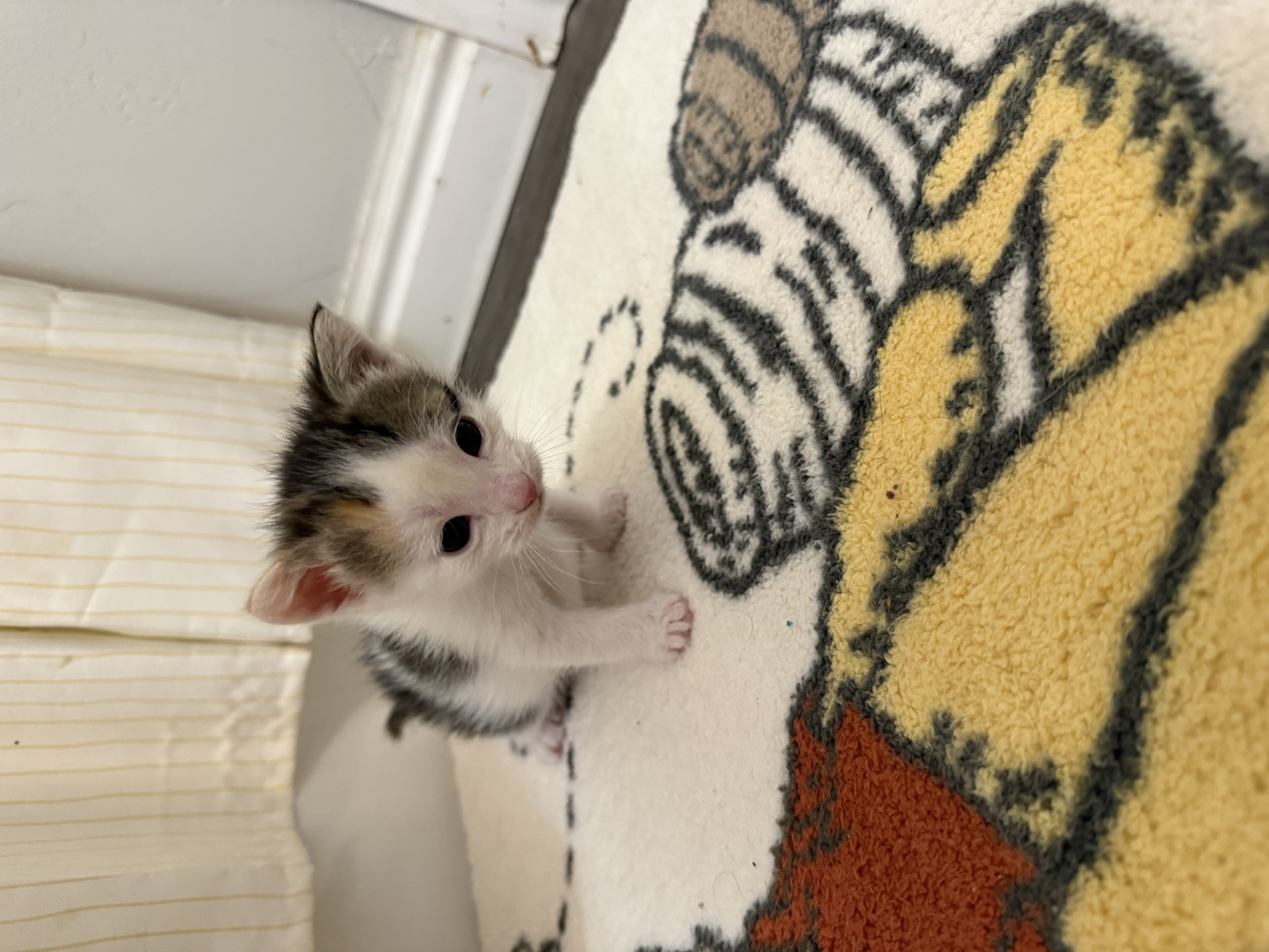 Picture of the Animal Listed