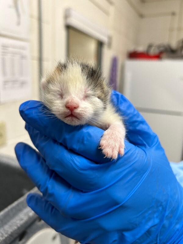 Picture of the Animal Listed