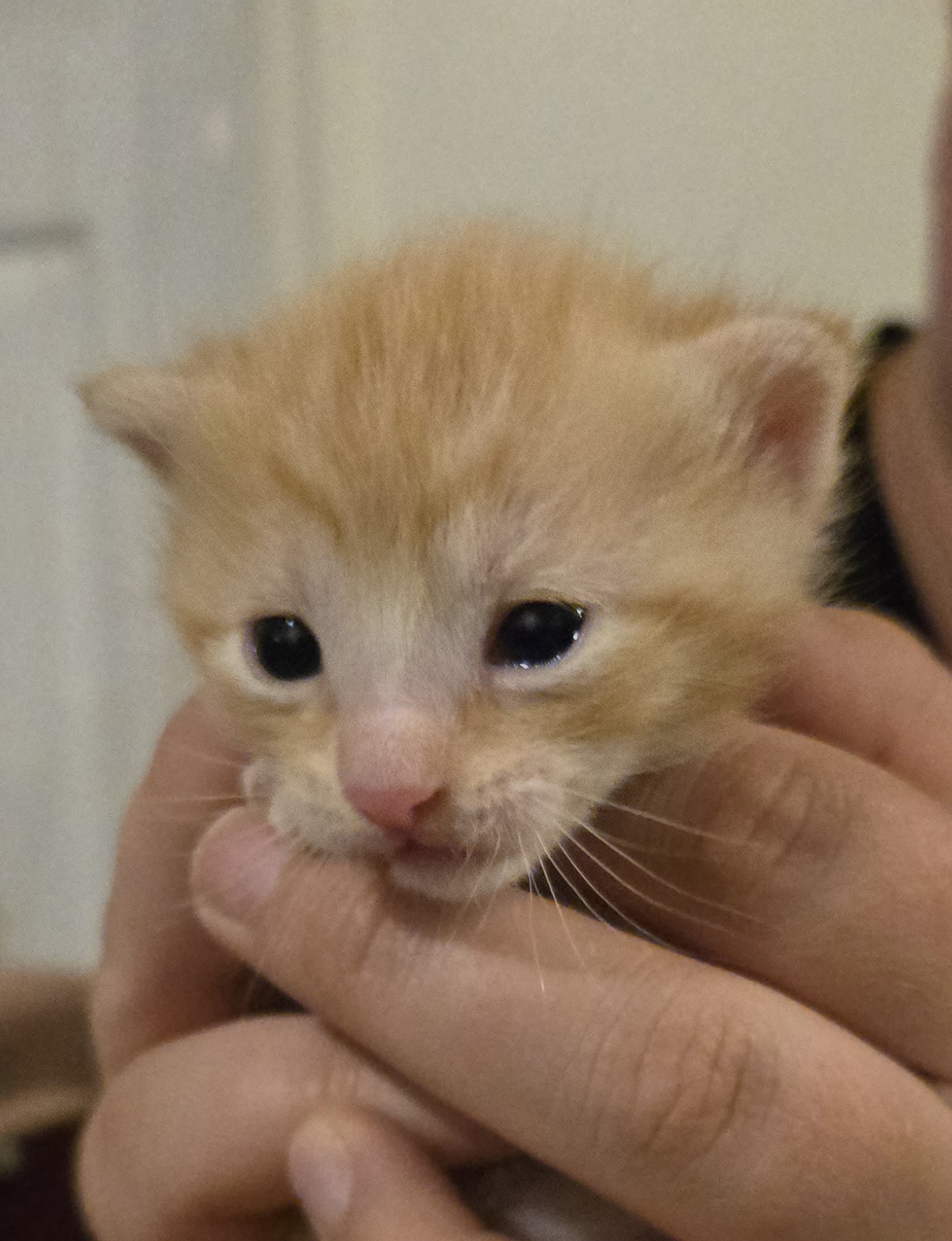 Picture of the Animal Listed