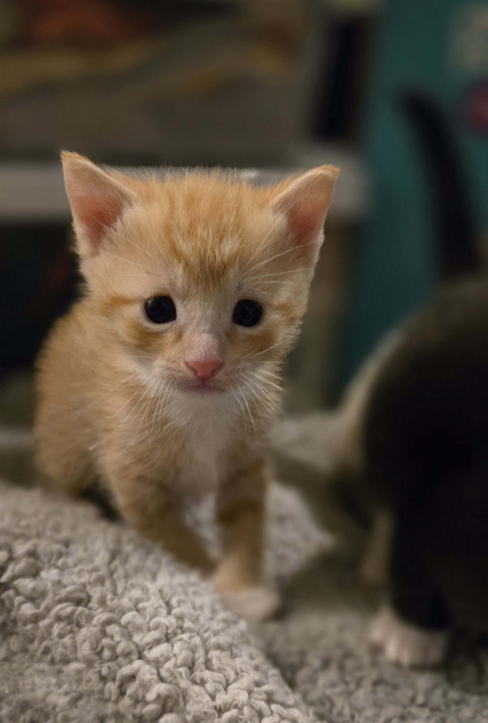 Picture of the Animal Listed
