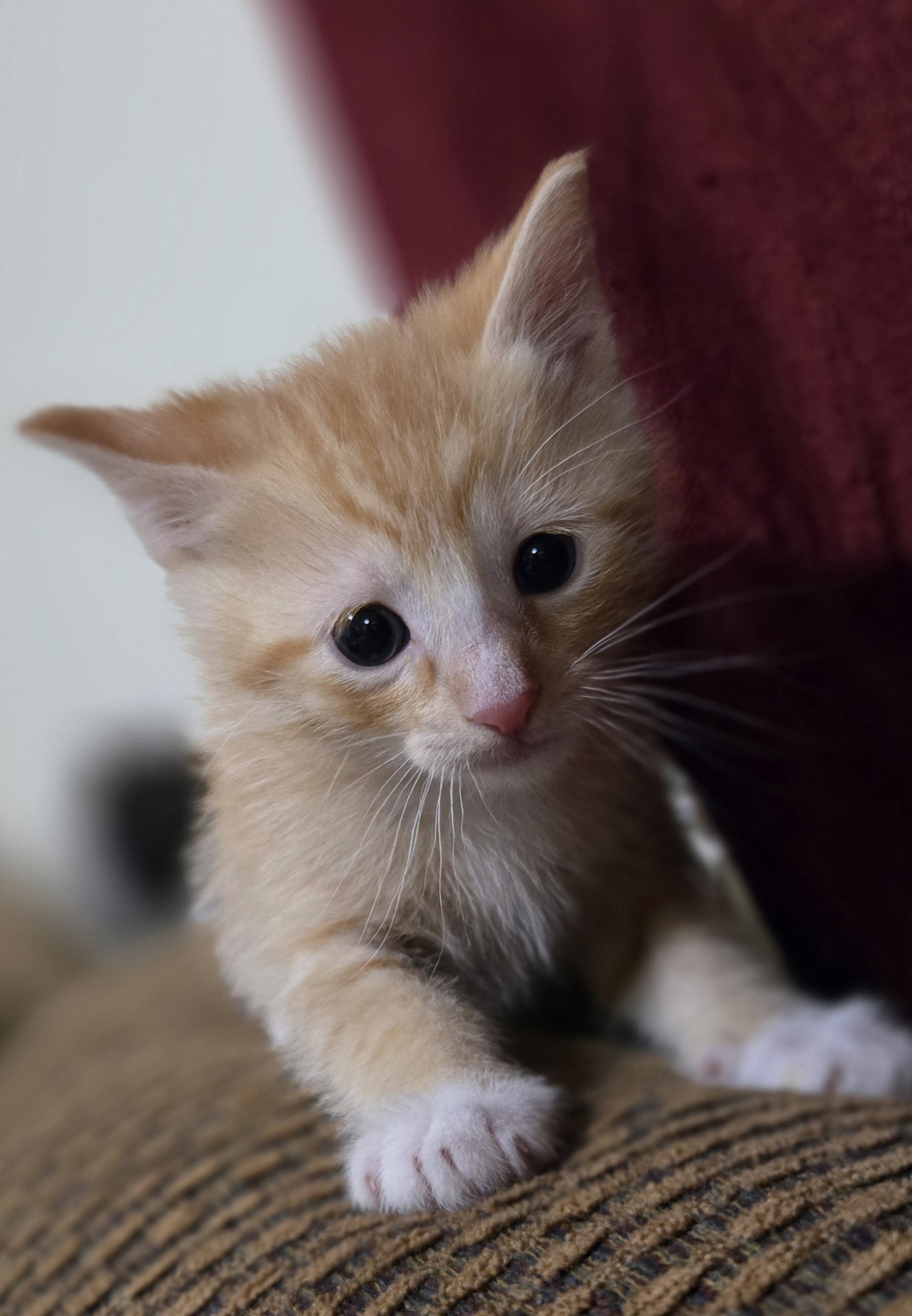 Picture of the Animal Listed