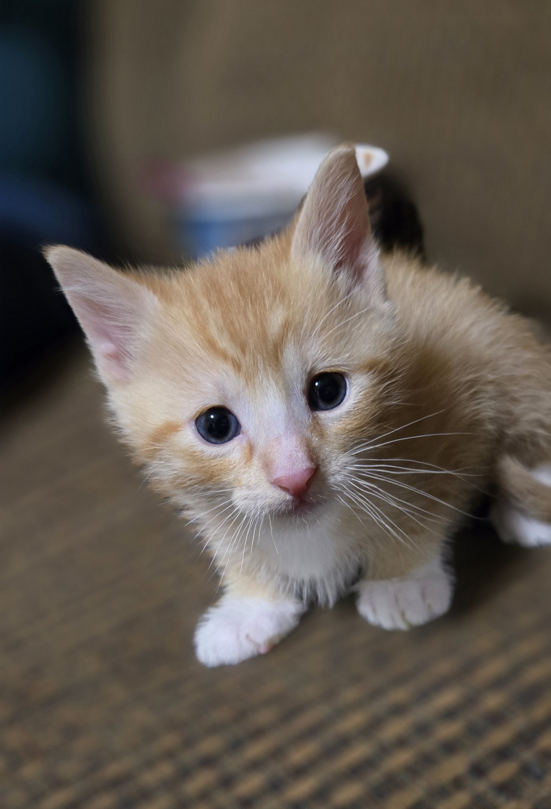 Picture of the Animal Listed
