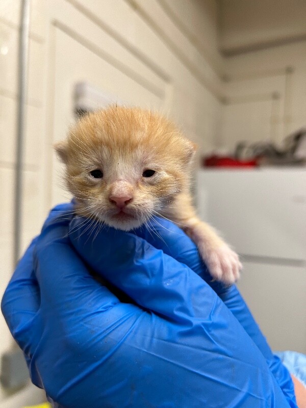 Picture of the Animal Listed