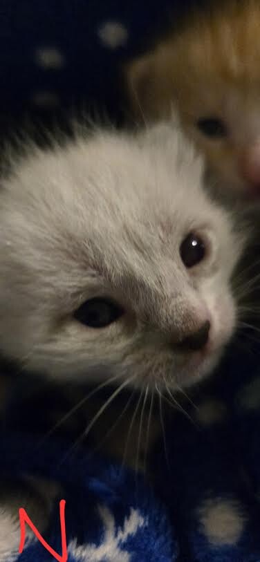 Picture of the Animal Listed