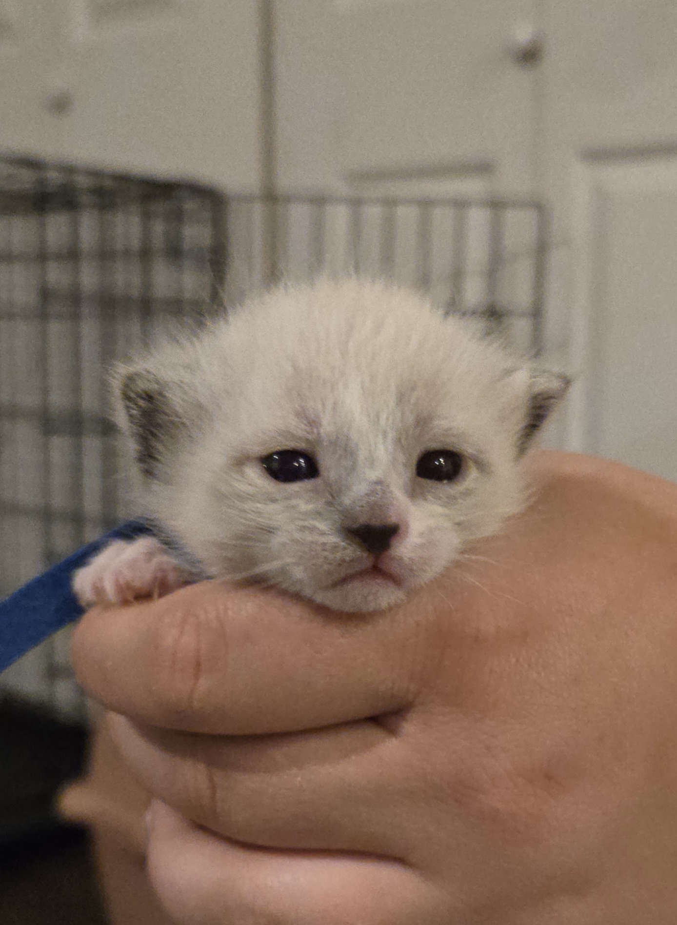 Picture of the Animal Listed