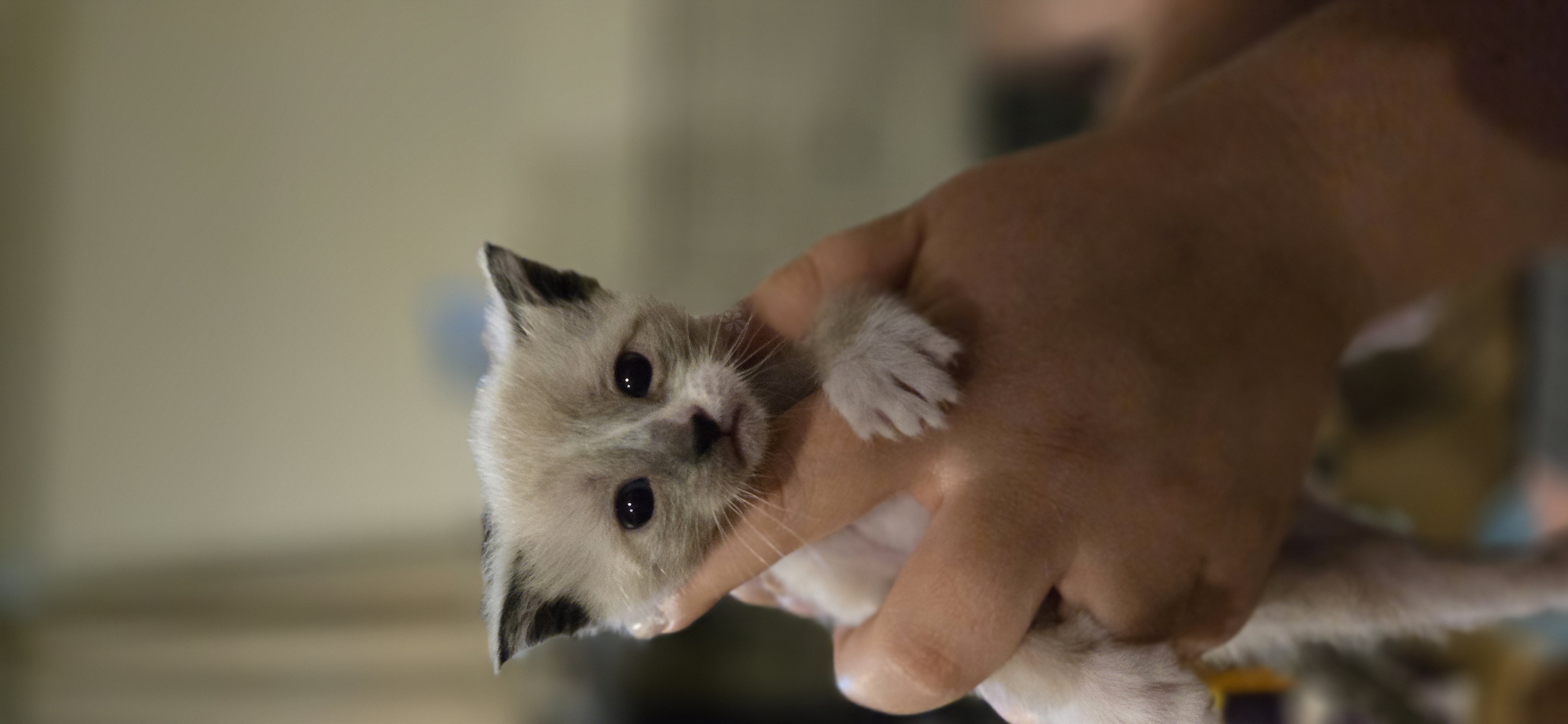 Picture of the Animal Listed
