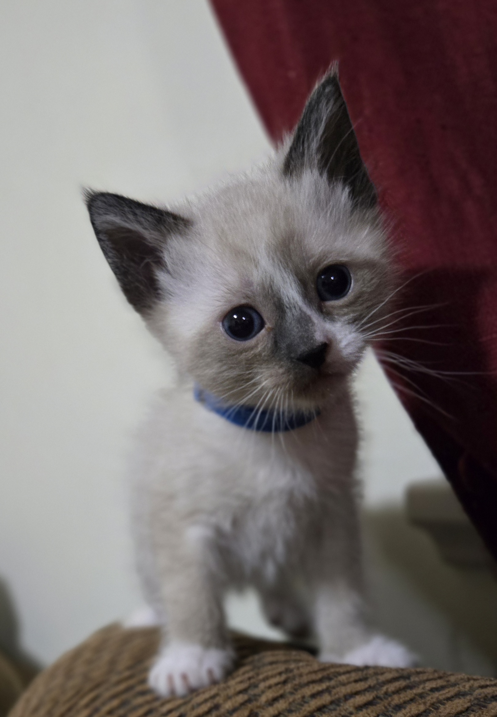 Picture of the Animal Listed
