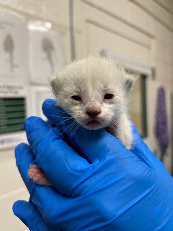 Picture of the Animal Listed