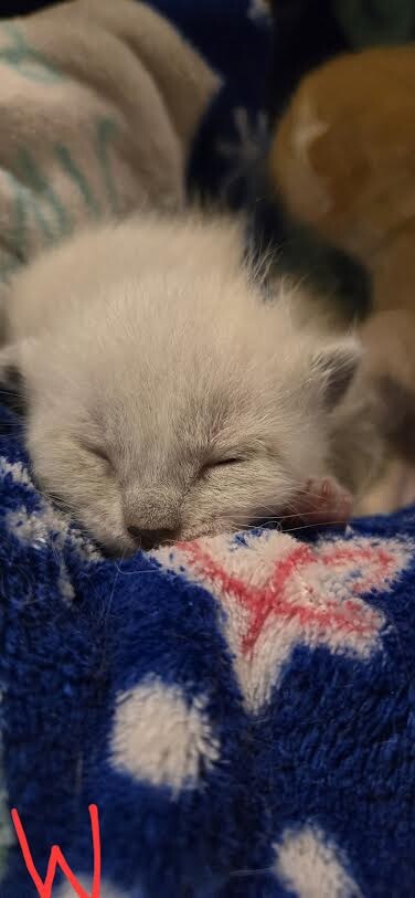 Picture of the Animal Listed