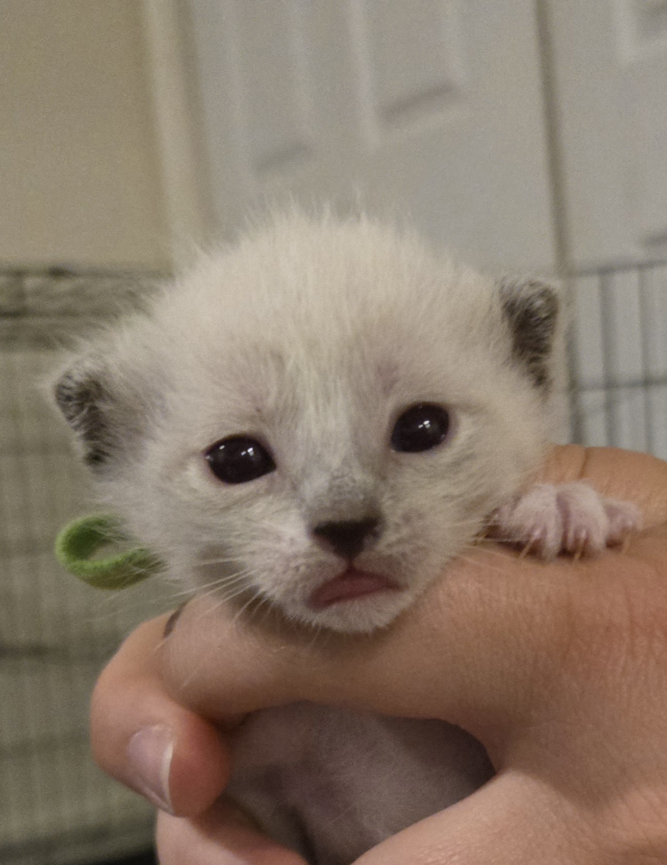 Picture of the Animal Listed