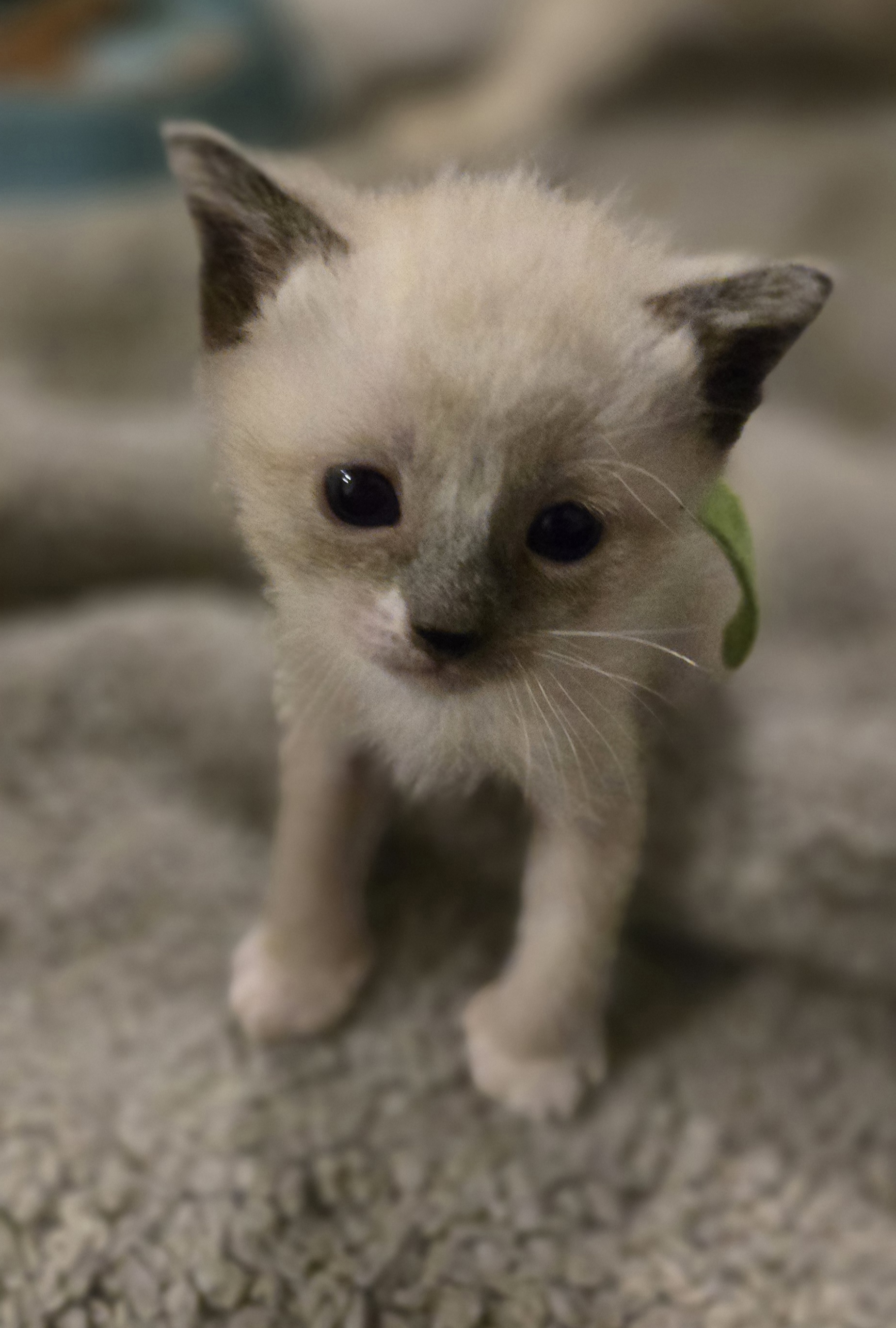 Picture of the Animal Listed
