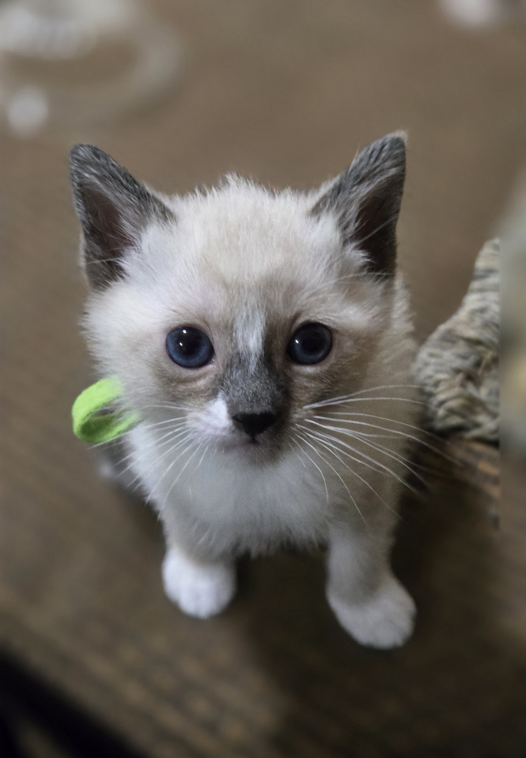 Picture of the Animal Listed