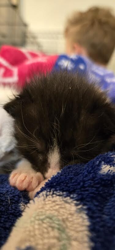 Picture of the Animal Listed