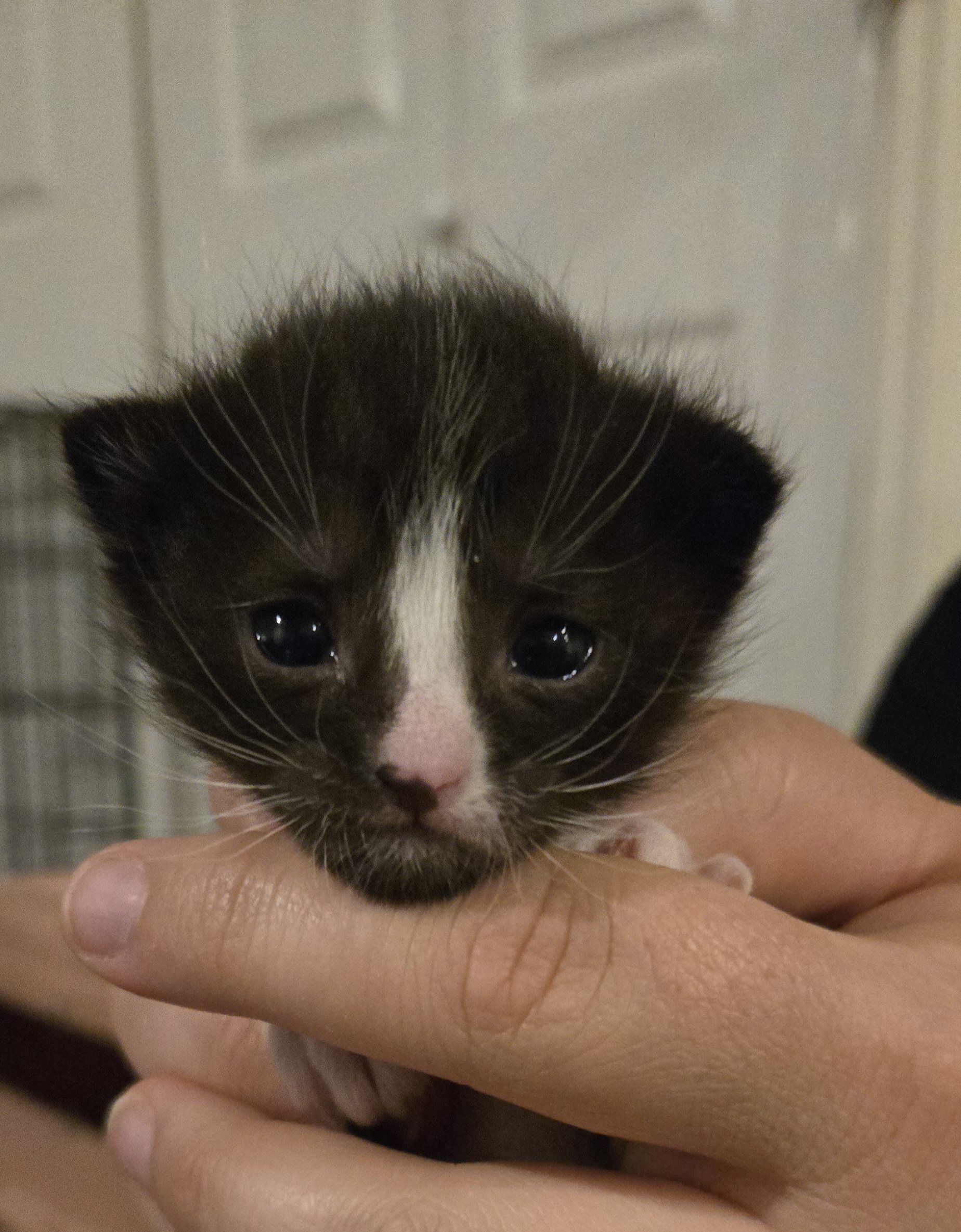 Picture of the Animal Listed