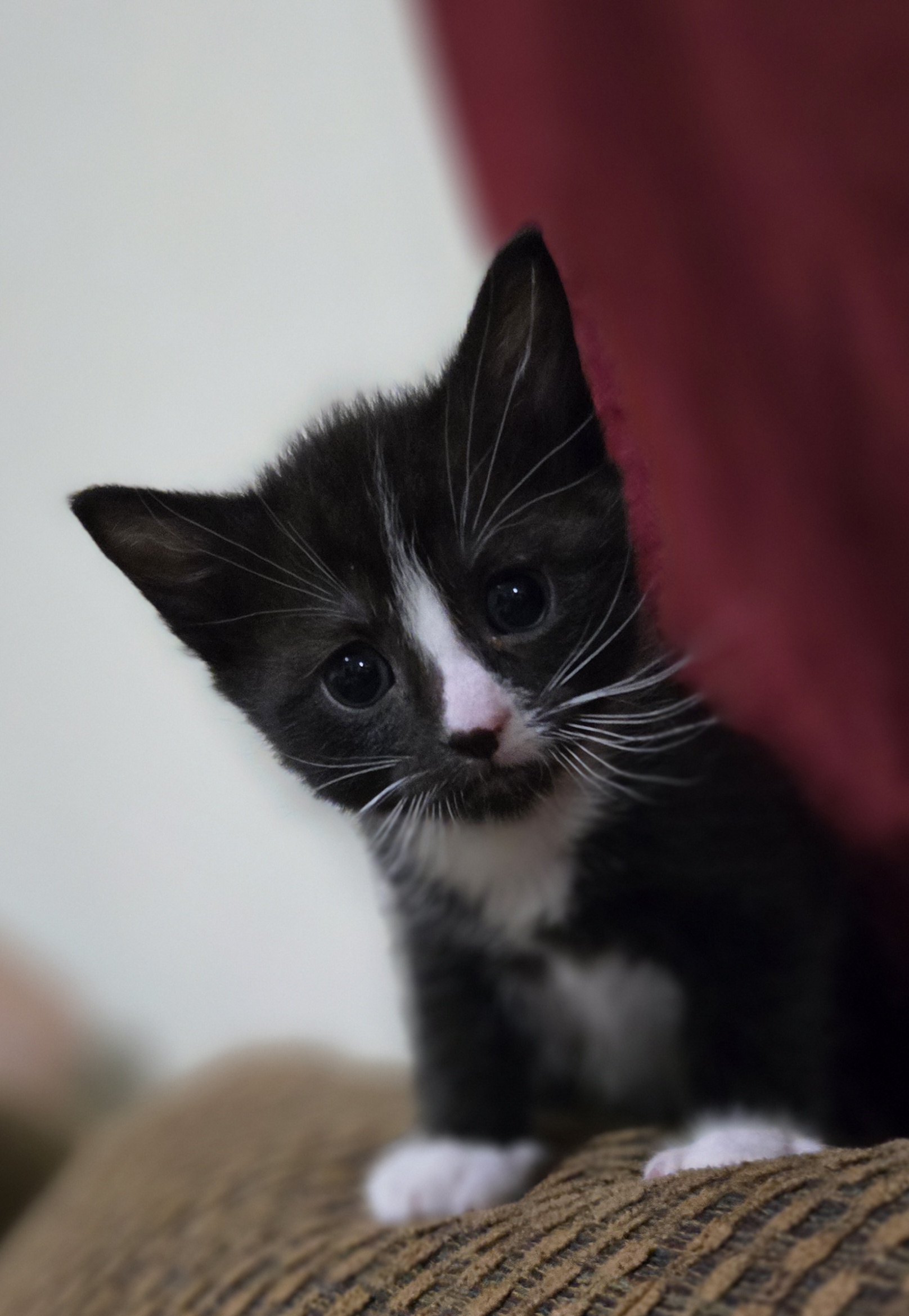 Picture of the Animal Listed