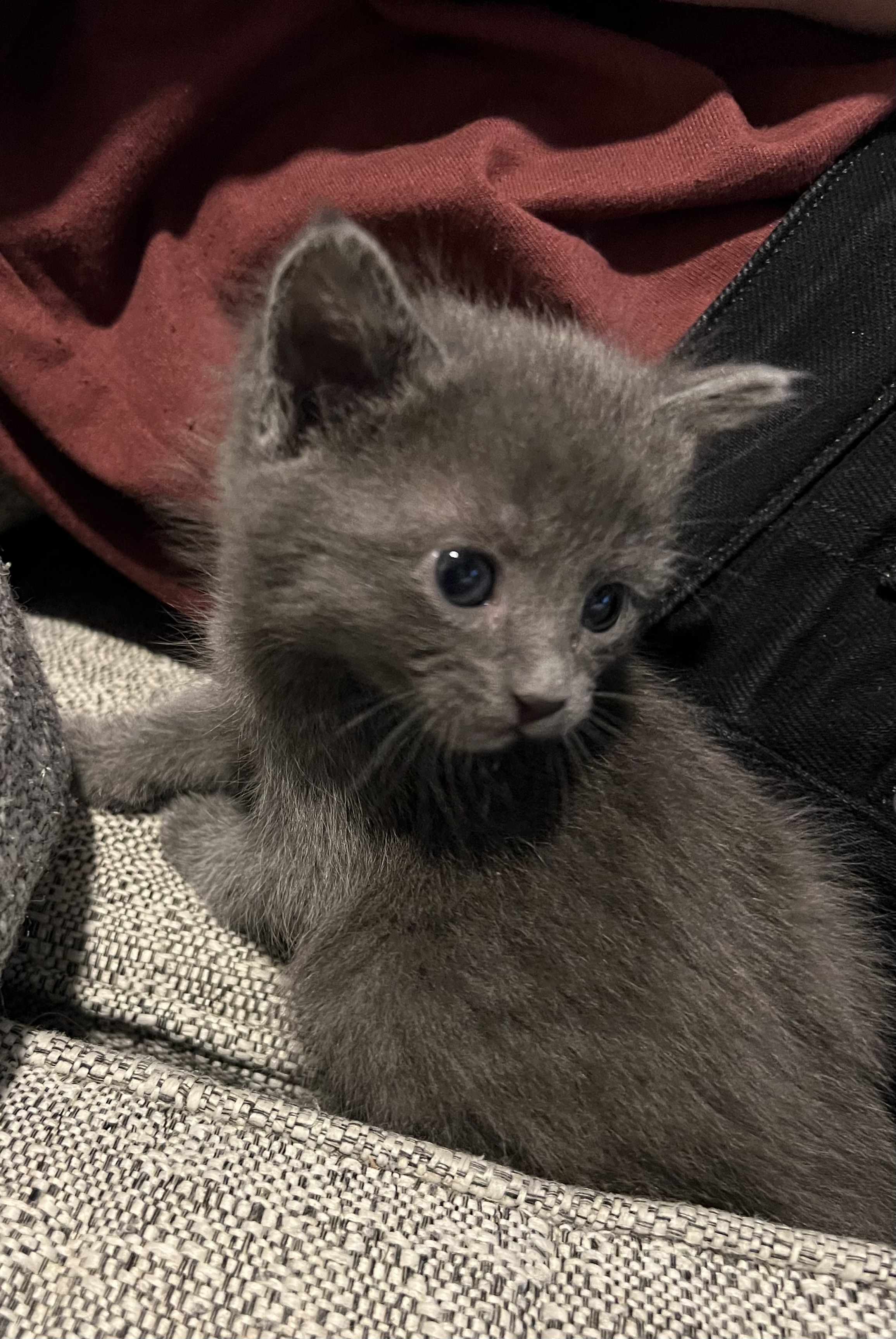 Picture of the Animal Listed