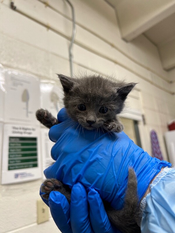 Picture of the Animal Listed