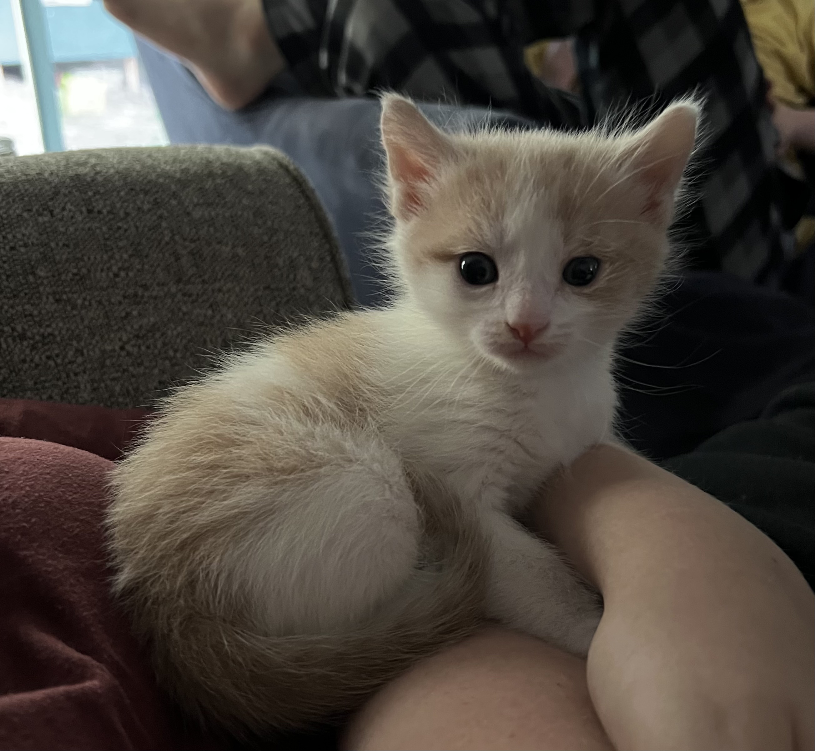 Picture of the Animal Listed