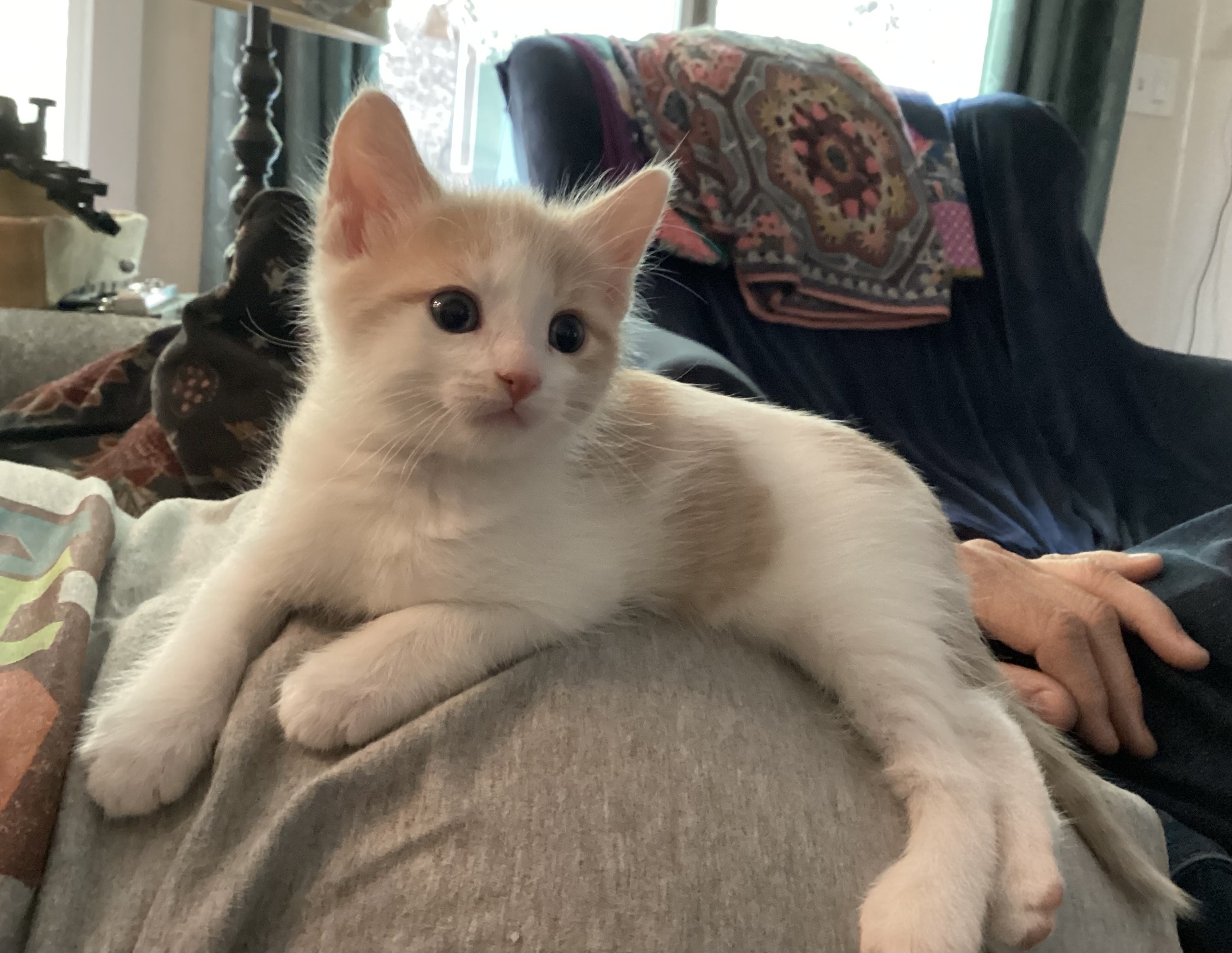 Picture of the Animal Listed