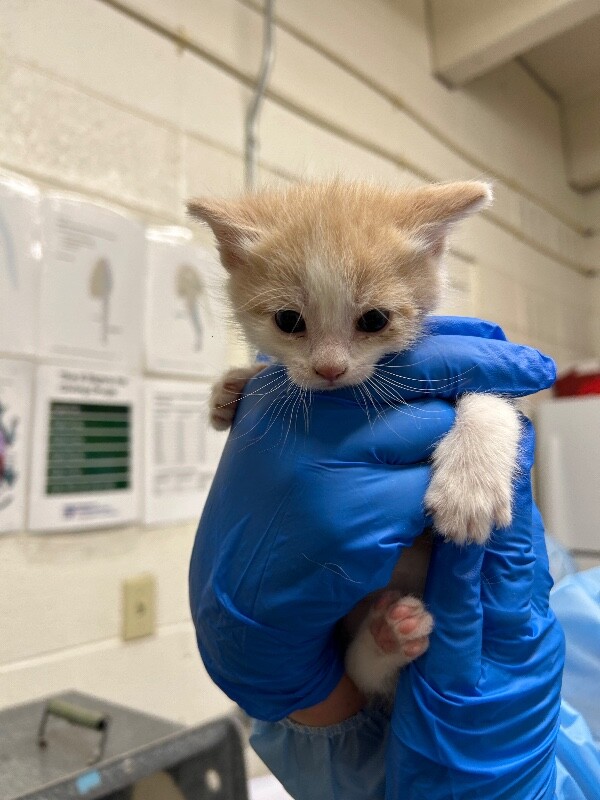 Picture of the Animal Listed