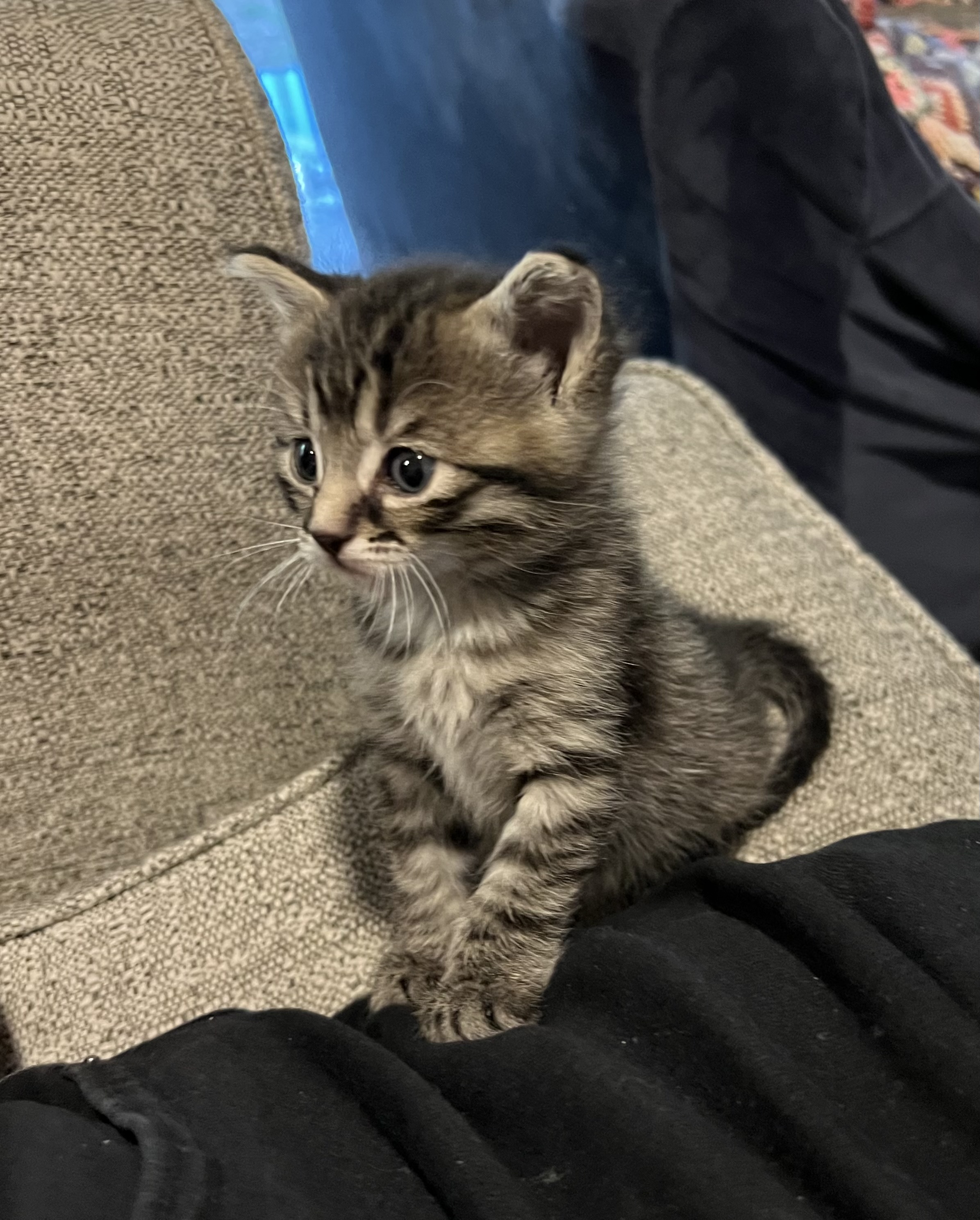 Picture of the Animal Listed