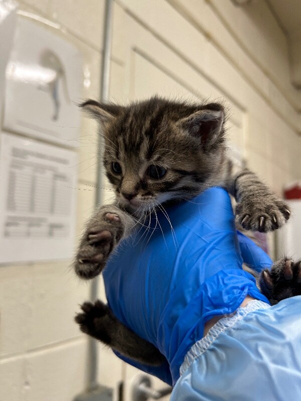 Picture of the Animal Listed