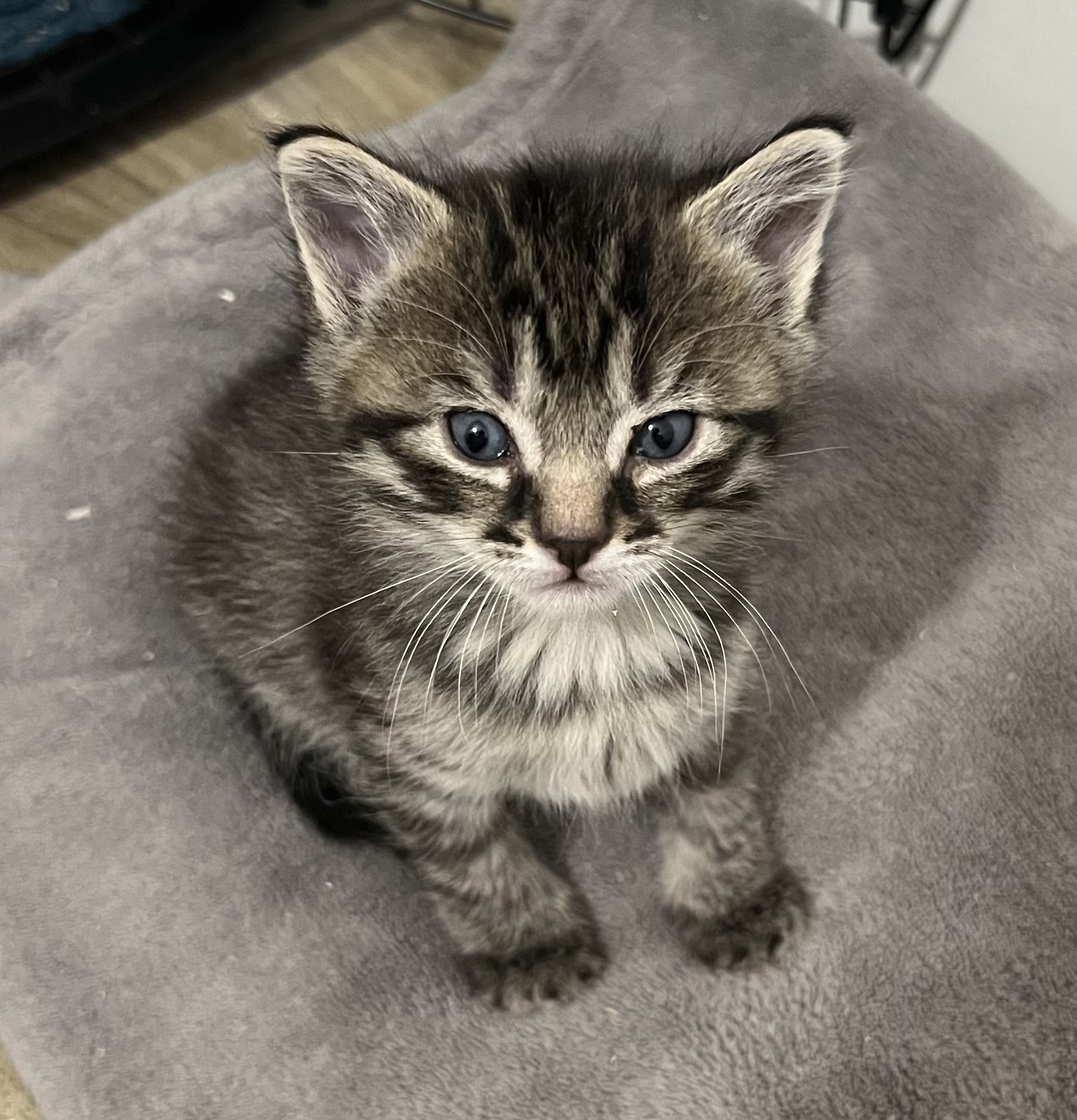 Picture of the Animal Listed