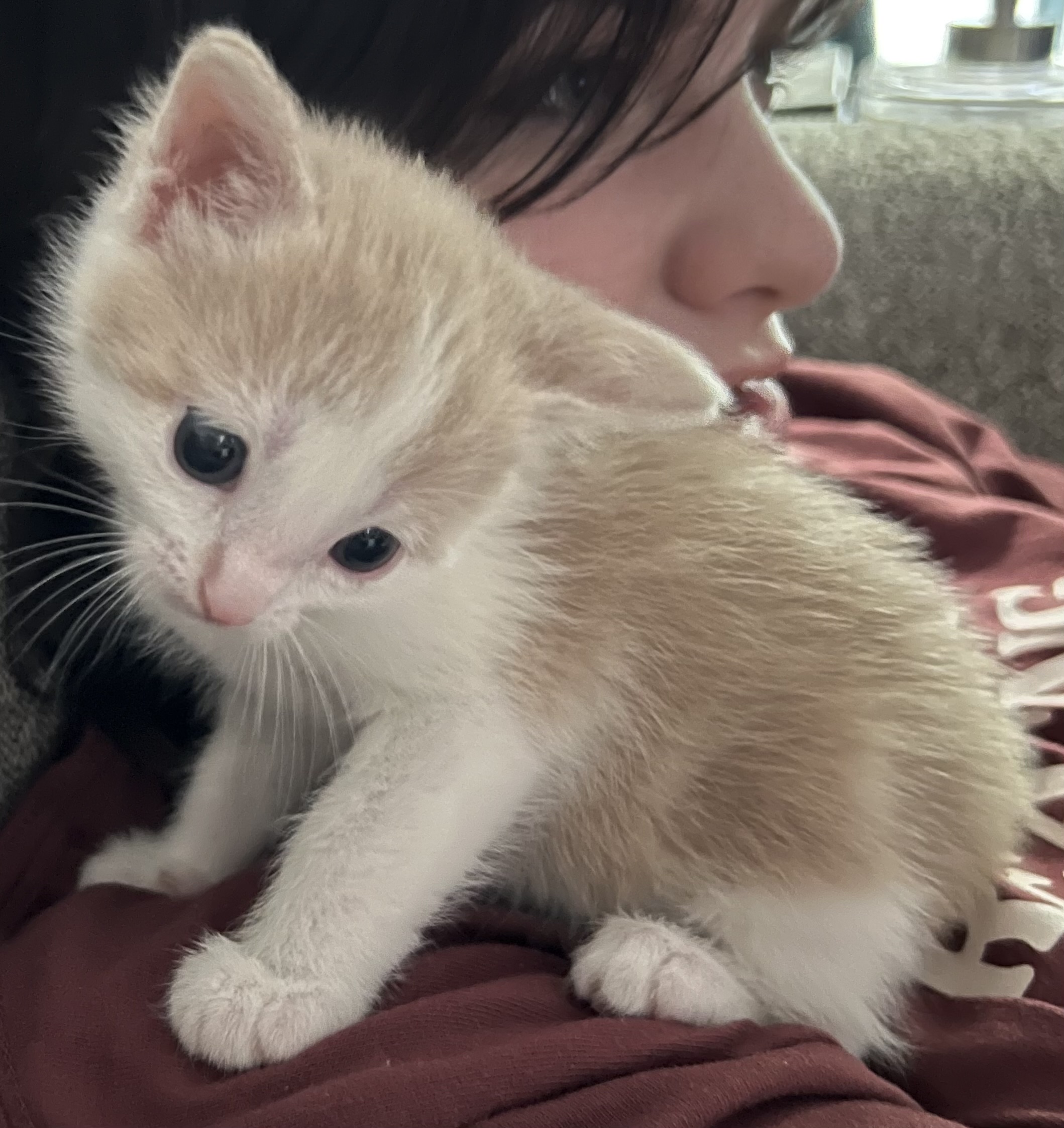 Picture of the Animal Listed