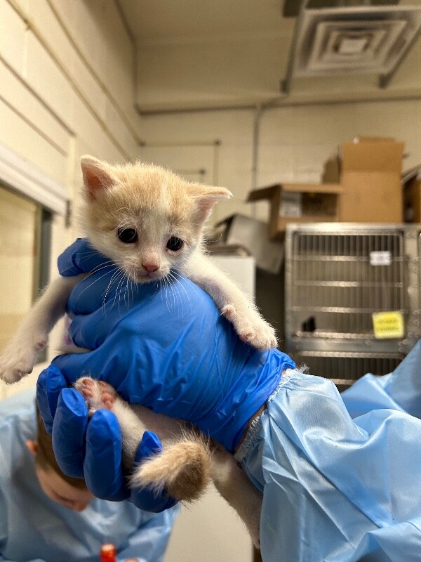 Picture of the Animal Listed