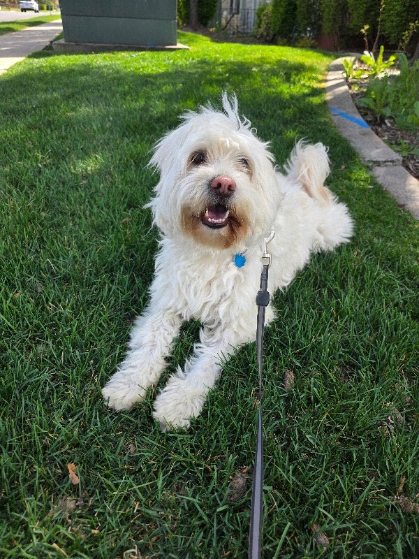 Picture of the Animal Listed