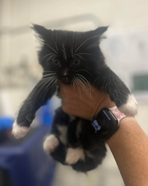 Picture of the Animal Listed