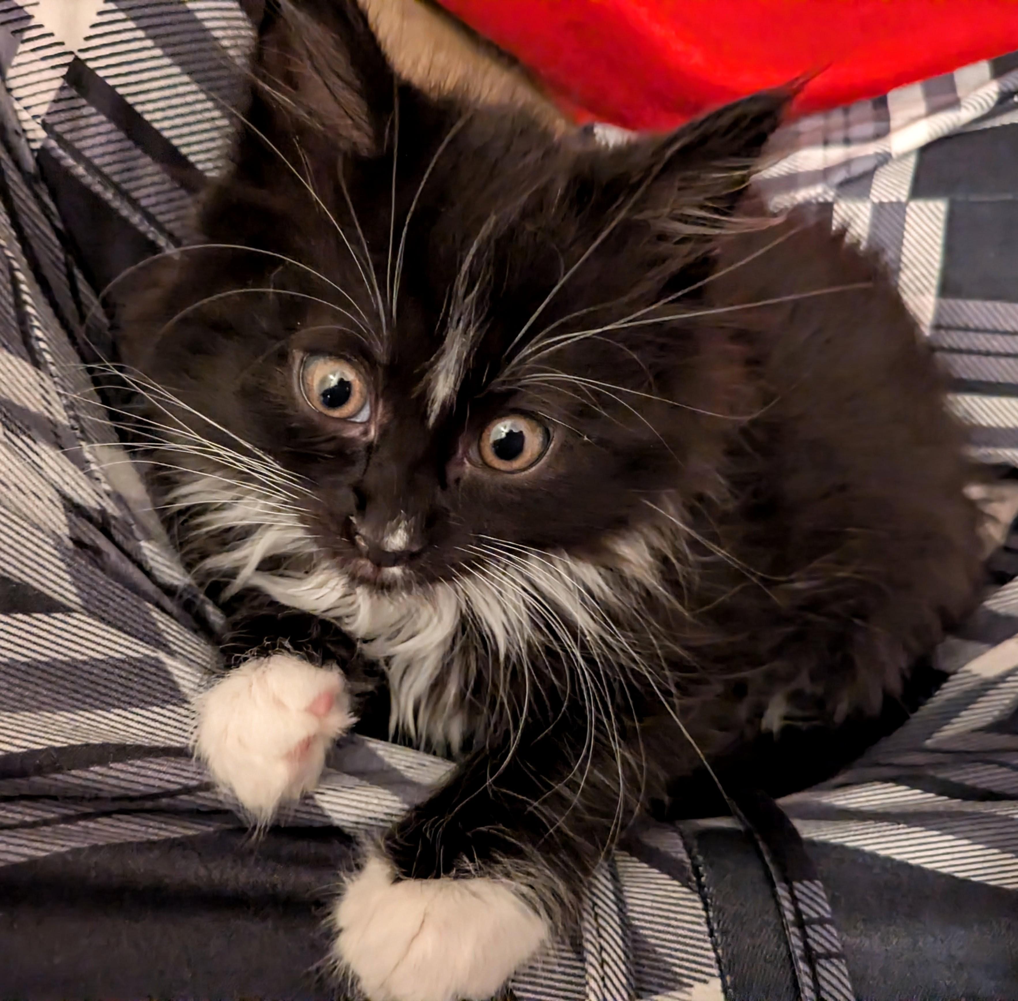 Picture of the Animal Listed