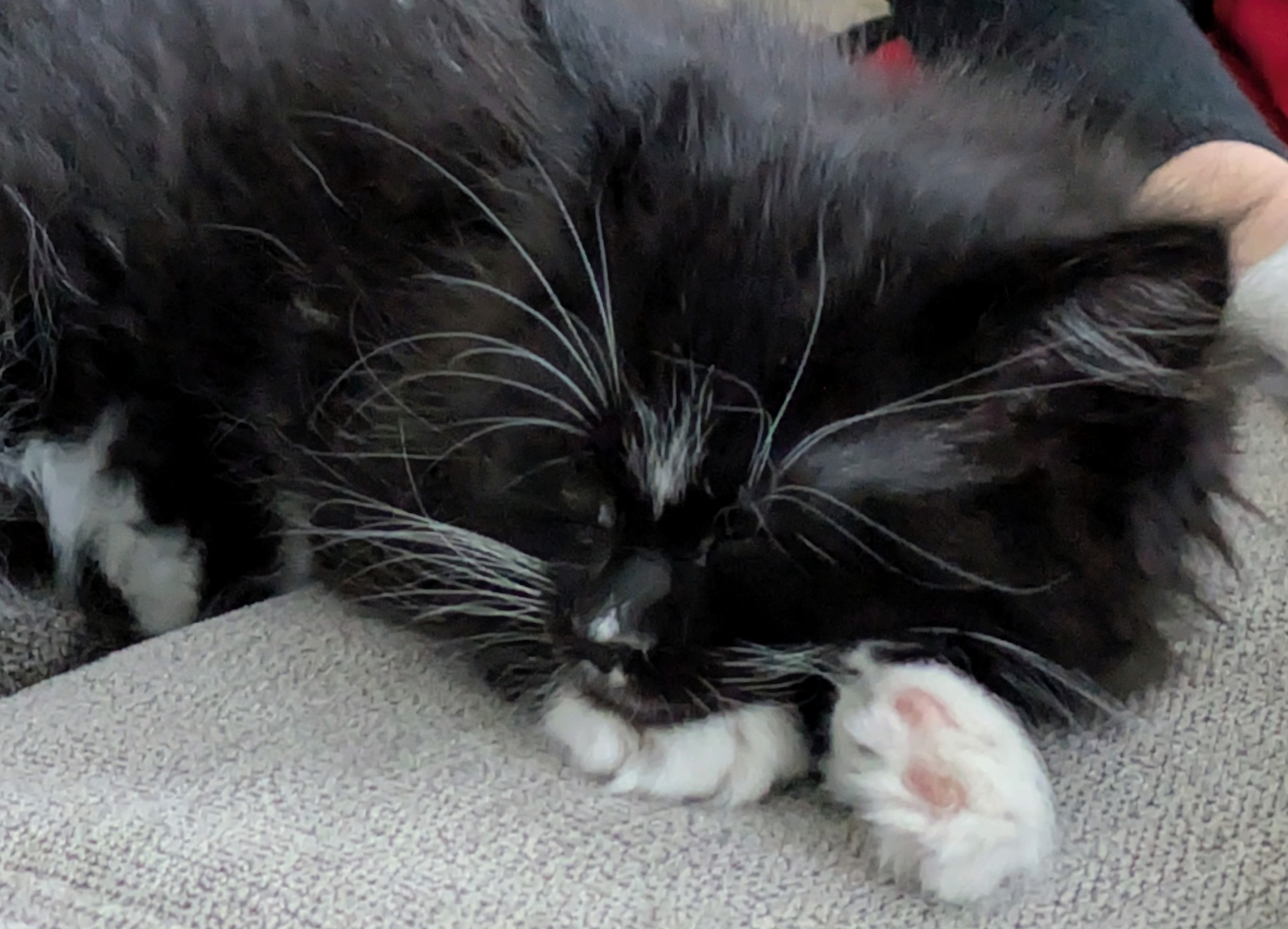 Picture of the Animal Listed