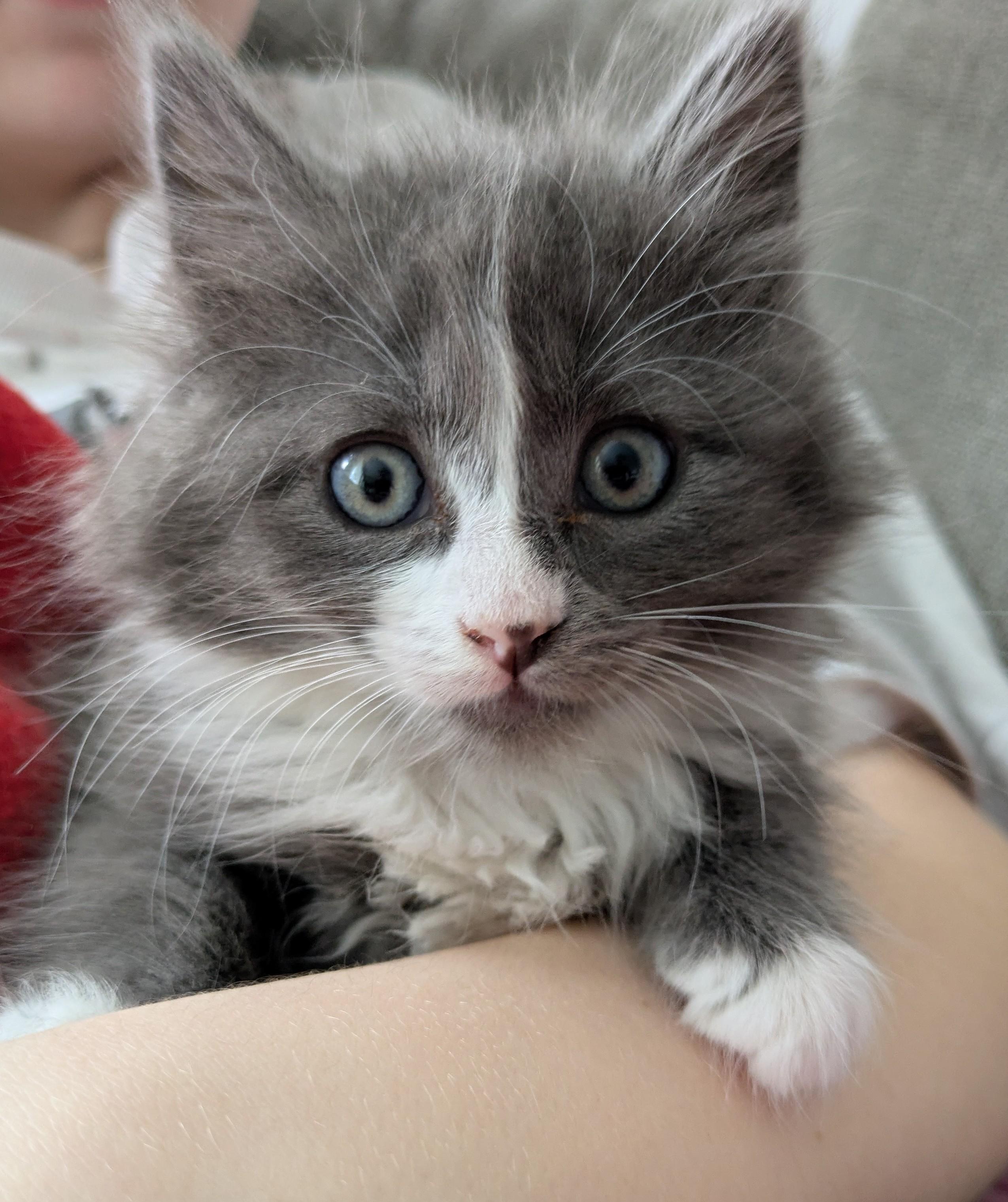 Picture of the Animal Listed