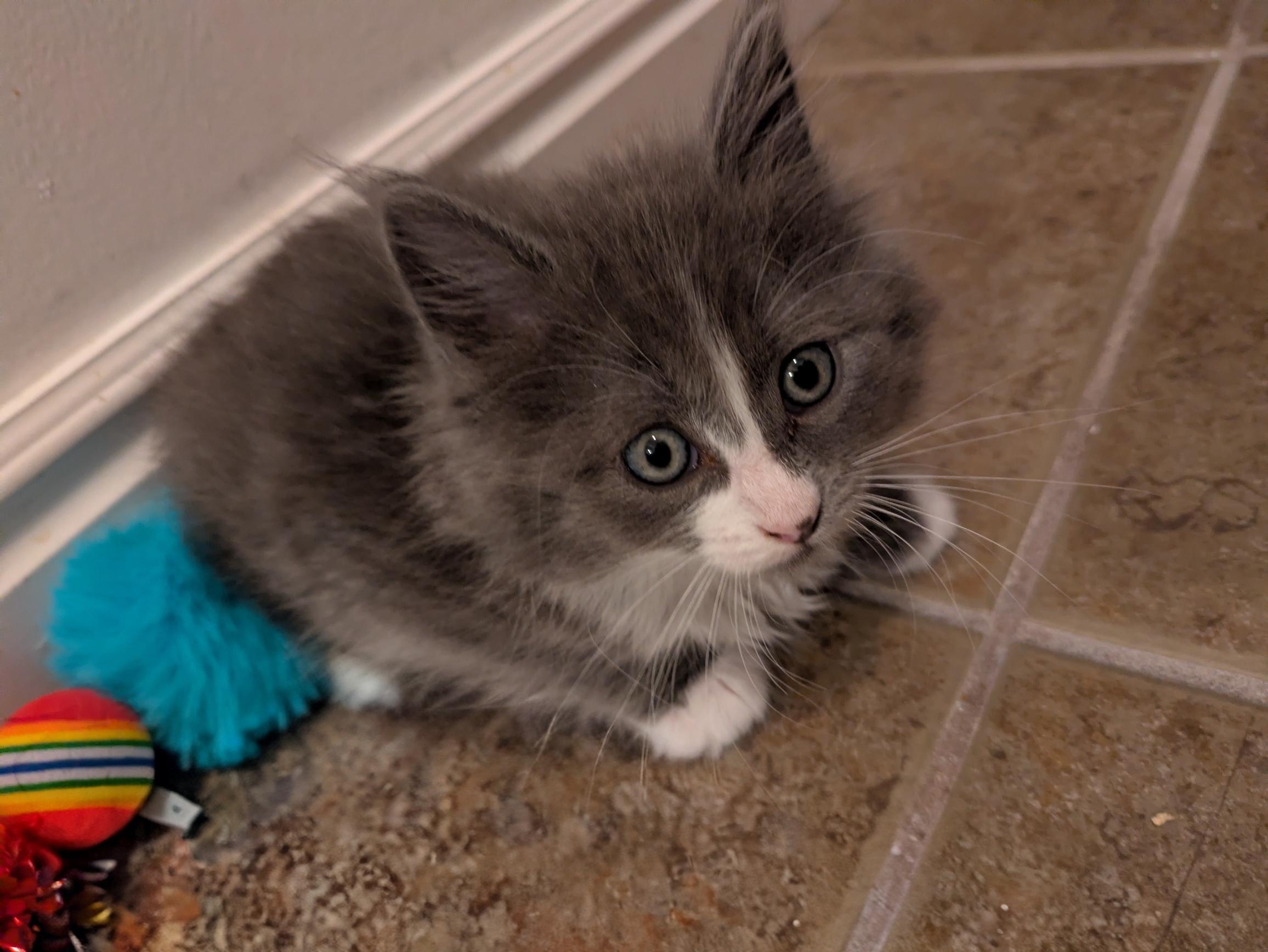 Picture of the Animal Listed