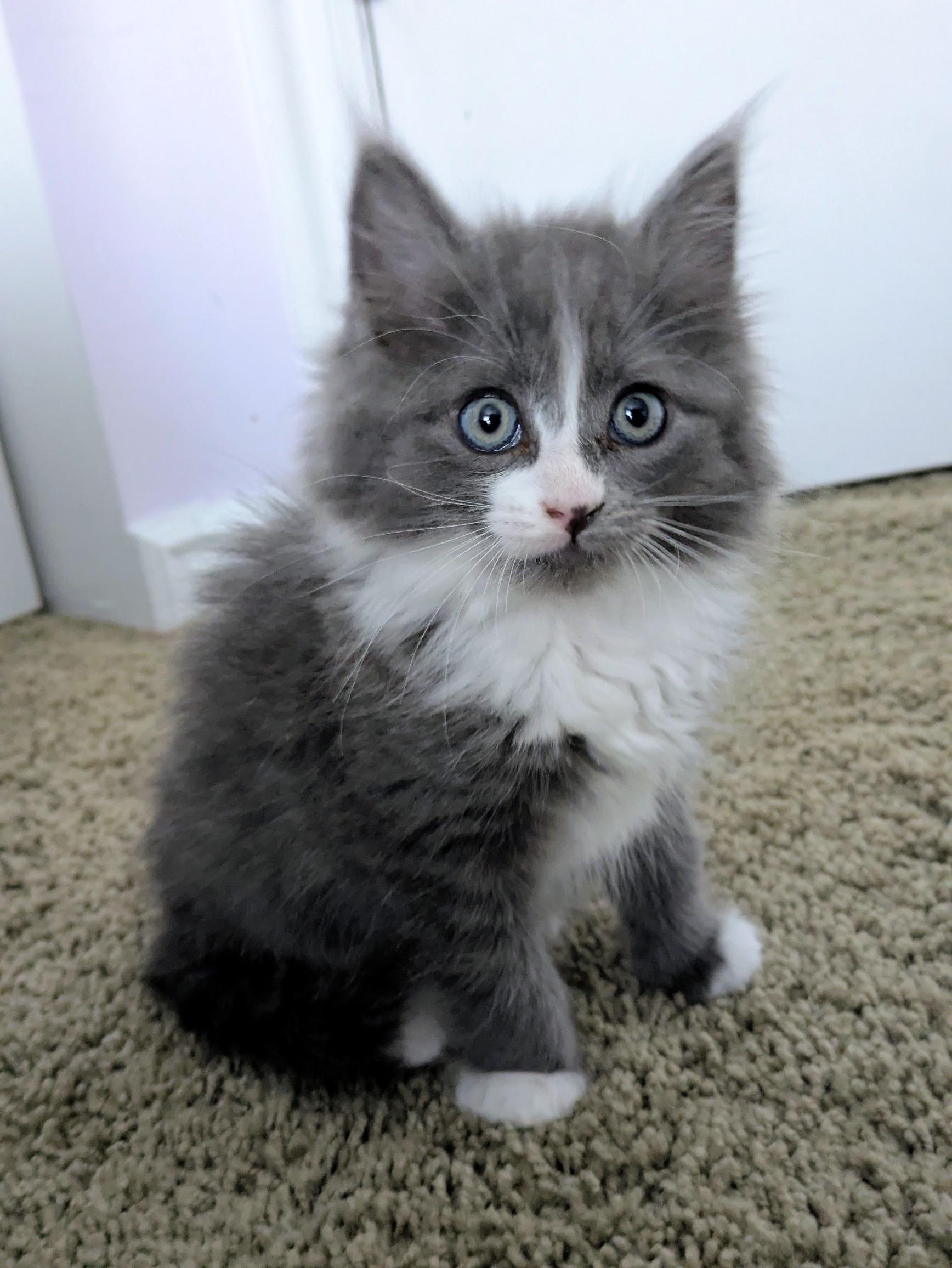 Picture of the Animal Listed