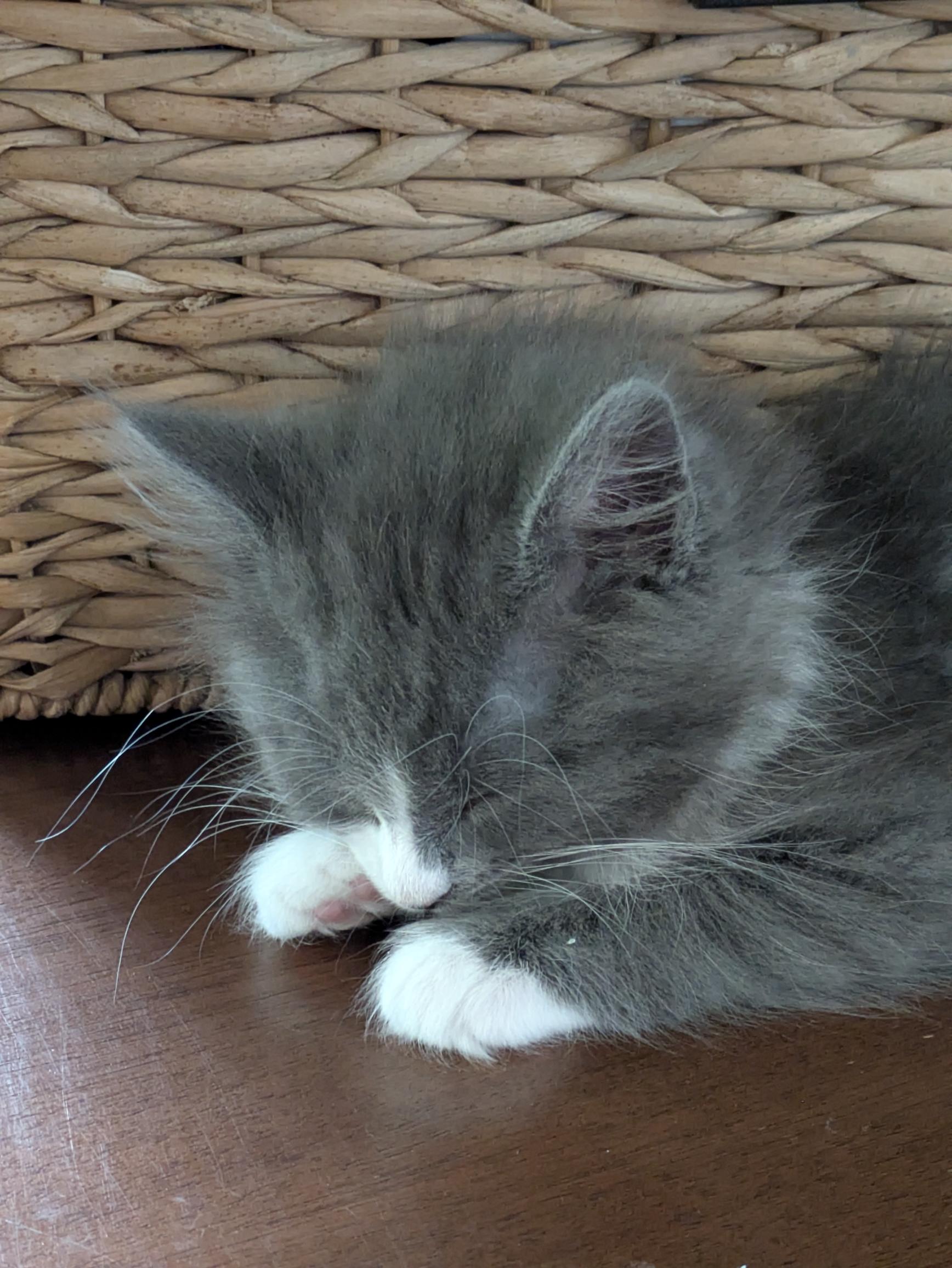 Picture of the Animal Listed