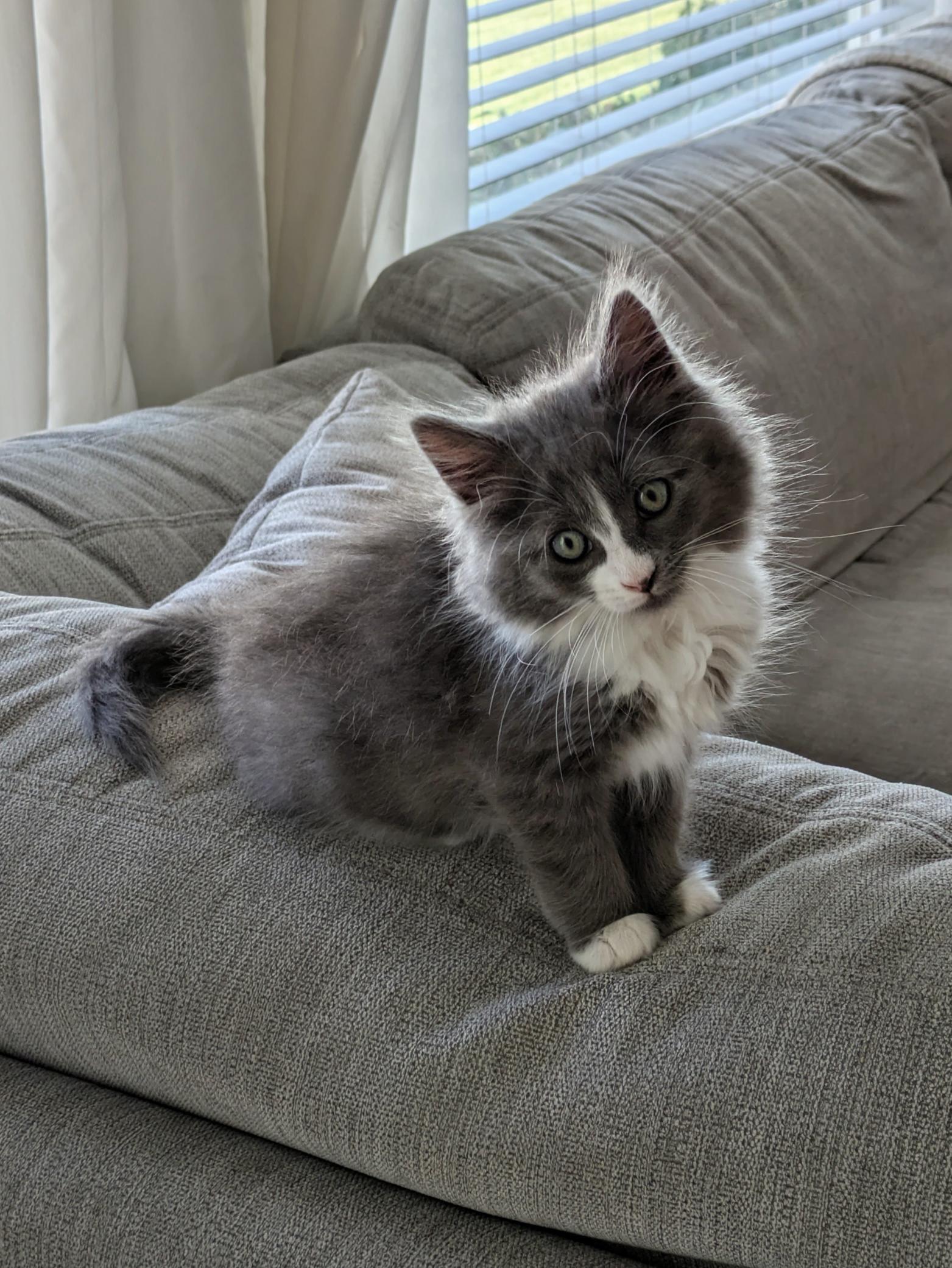 Picture of the Animal Listed