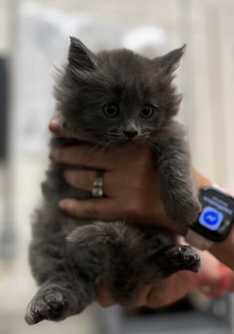 Picture of the Animal Listed