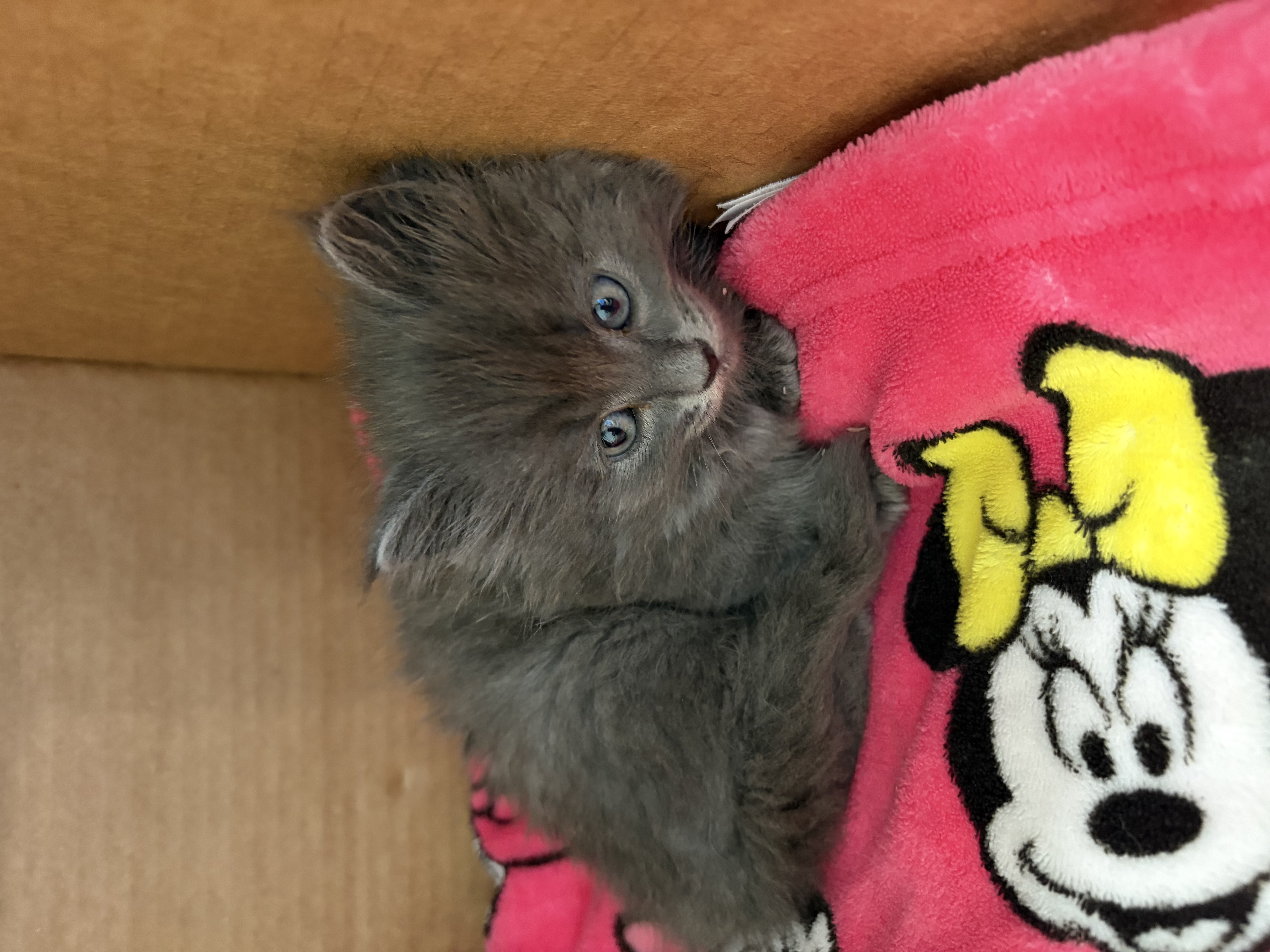 Picture of the Animal Listed