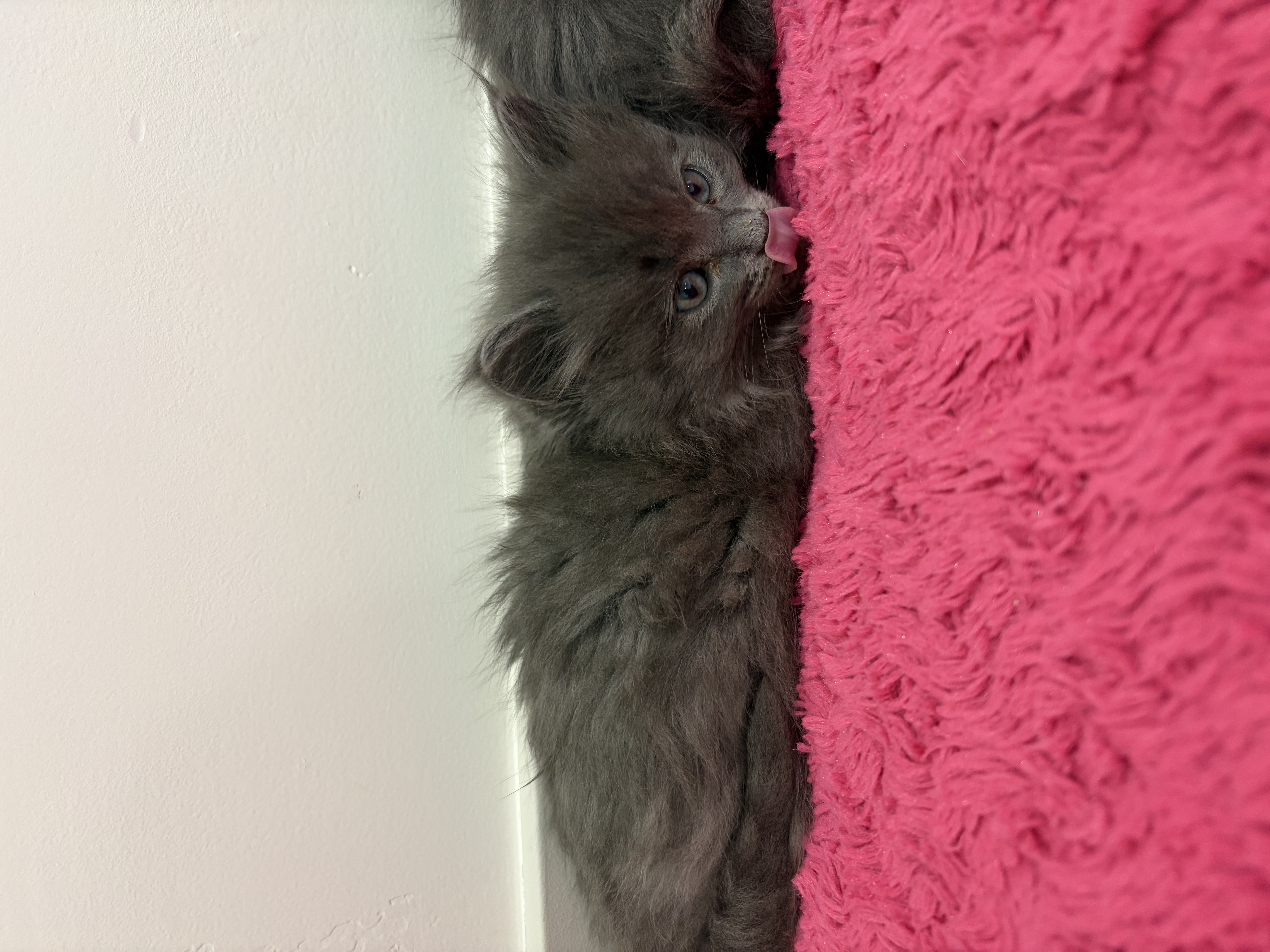 Picture of the Animal Listed